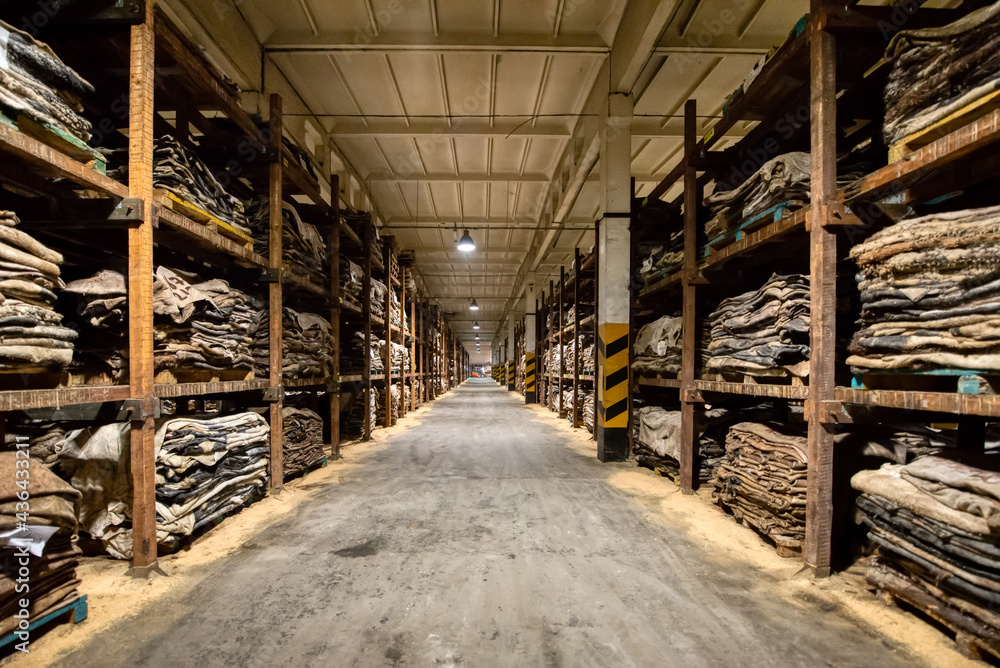 Fototapeta premium Raw salted cow skins are piled up.