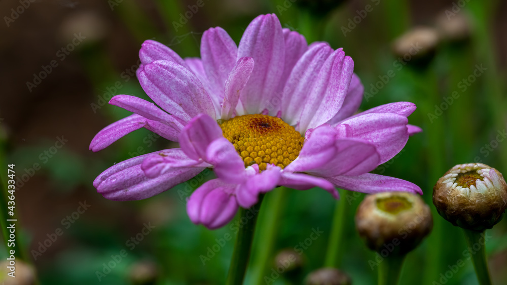 blume, pink, natur, garden, lila, pflanze, blume, sommer, green, daisy, cosmos blume, pink, natur, garden, lila, pflanze, blume, sommer, green, daisy, cosmos