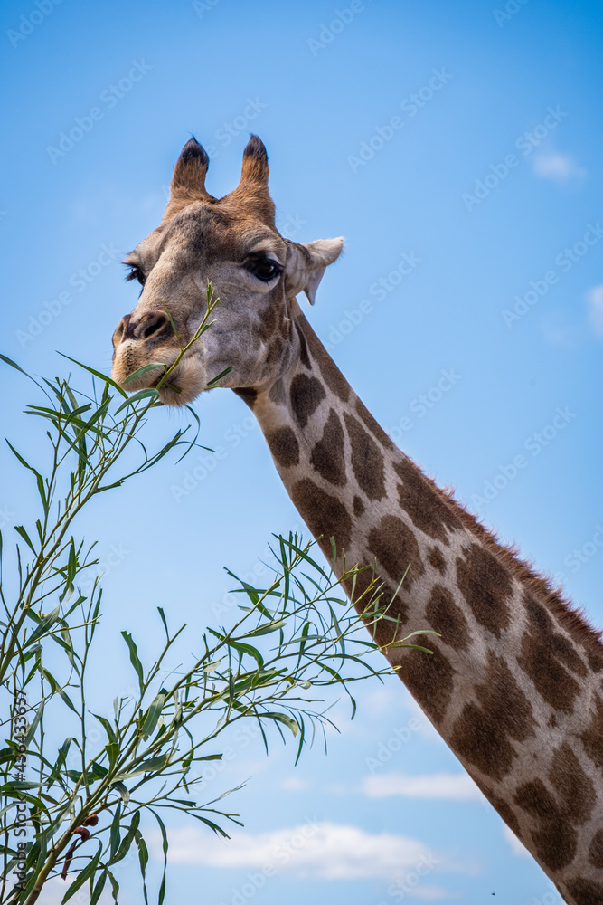 Fototapeta premium close up of a giraffes head