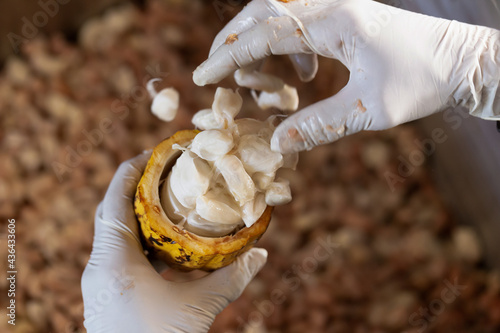 man holding a ripe cocoa fruit with beans inside.