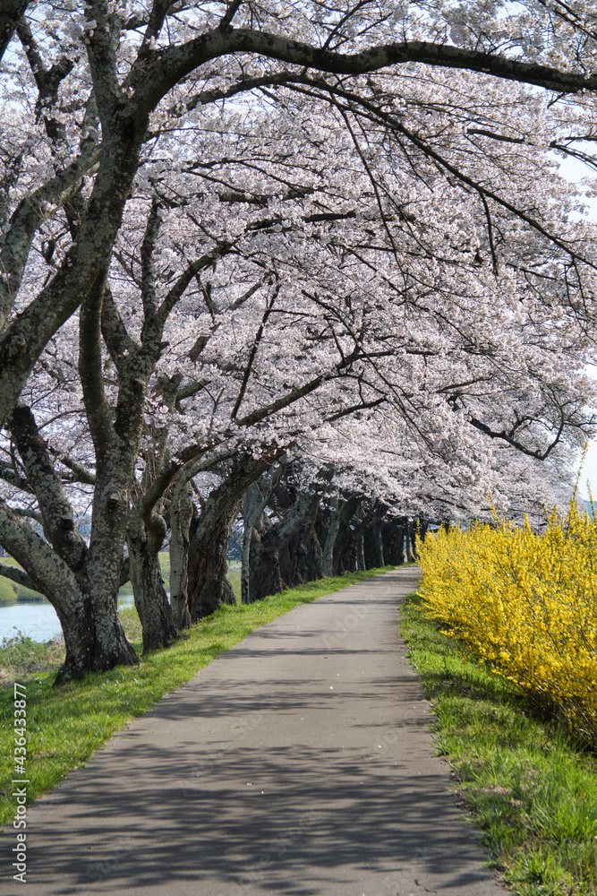 Fototapeta premium 一目千本桜