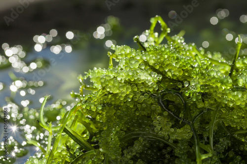 Sea grapes ( green caviar ) seaweed, Healthy food