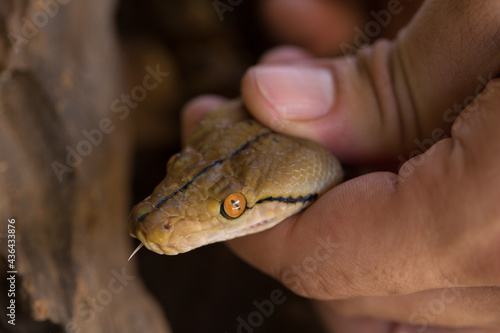 Hand holding the hand Ball Python snake