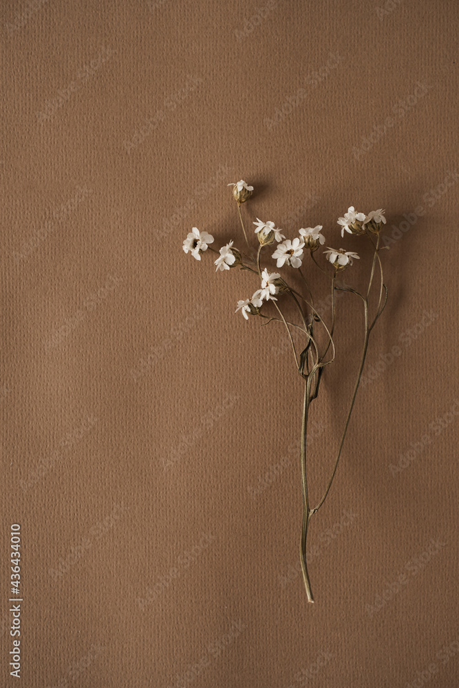 Beautiful white wild flower on deep neutral pastel beige brown background.  Aesthetic minimal floral composition Stock Photo | Adobe Stock