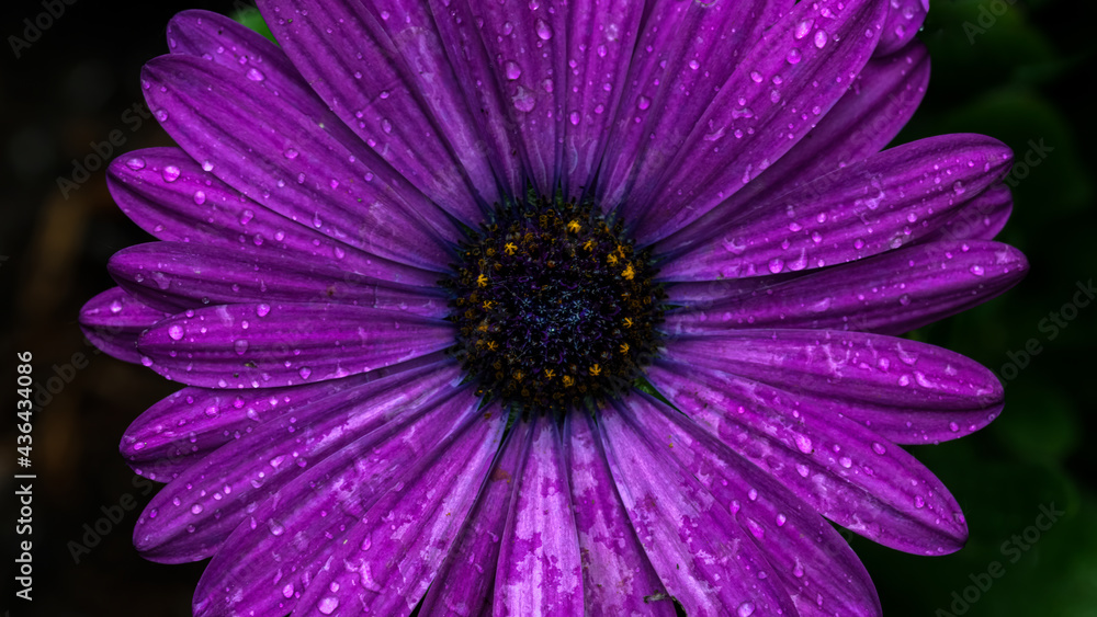 blume, lila, natur, pink, daisy, makro, garden, sommer, blütenblätter blume, lila, natur, pink, daisy, makro, garden, sommer, blütenblätter