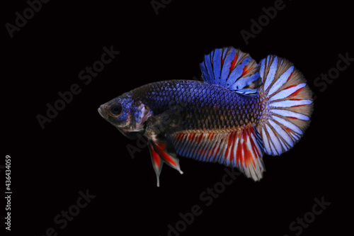 Multicolour Betta fish side view with clipping path on dark background. Colourful Fancy Siamese Fighting fish.