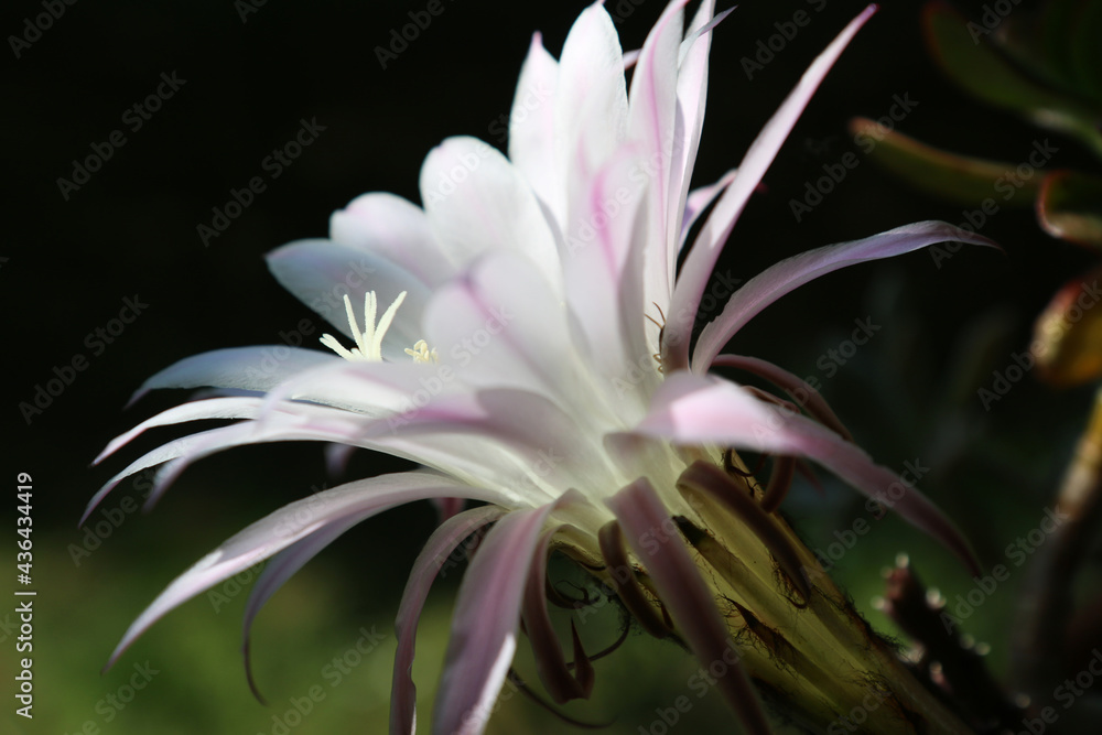 Fototapeta premium Effimero fiore di cactus bianco e rosa, primo piano 