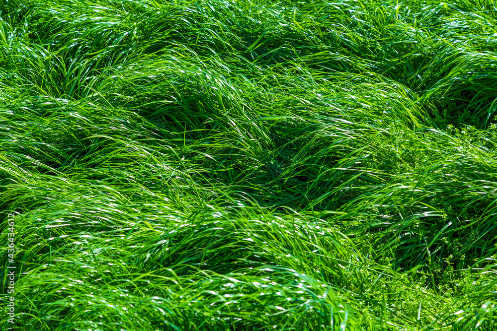 fresh green juicy grass backgrounds for design or backdrop use, eco concept with green grass leaves on the sun fresh green juicy grass backgrounds for design or backdrop use, eco concept with green grass leaves on the sun