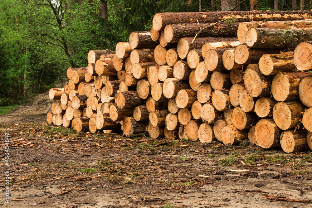 logs piled up in the forest. Fresh logs. The thinning of the forest. the logging timber wood industry. logs piled up in the forest. Fresh logs. The thinning of the forest. the logging timber wood industry.