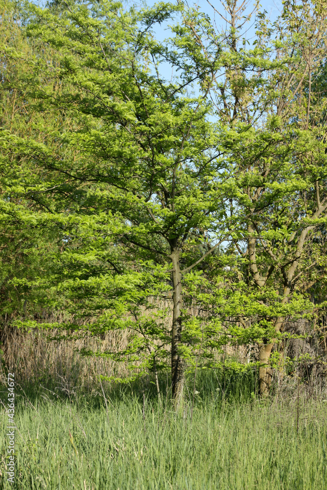 Honey locust tree side view on a field with other trees Honey locust tree side view on a field with other trees