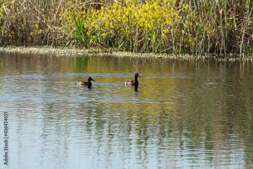 Two ducks swimming on lake with trees reflections on