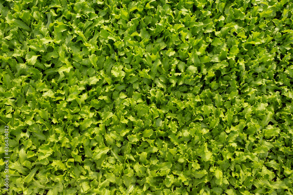 natural texture of green lettuce leaves, top view, close-up natural texture of green lettuce leaves, top view, close-up
