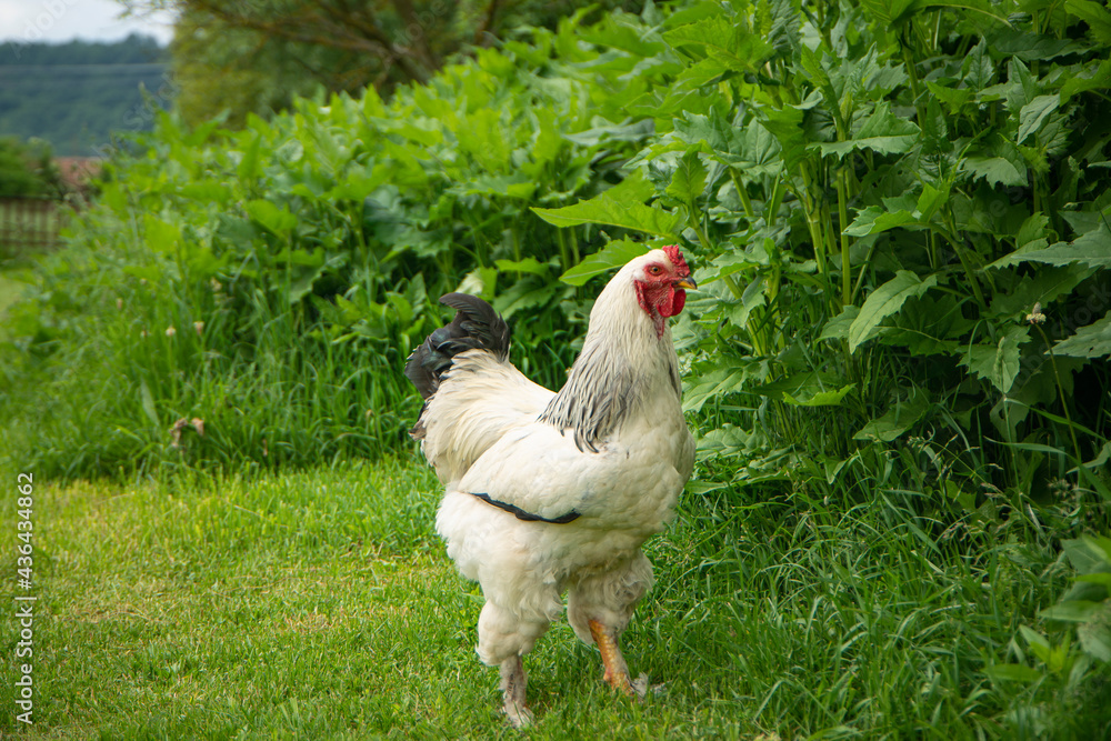 Brahma rooster on the farm, white rooster on green grass, poultry breeding on the farm, poultry breeding