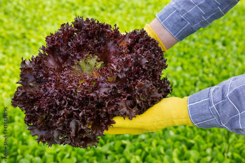 female hands in yellow gloves, holding a large bunch of red lollo rosso salad, against a background of greenery photo