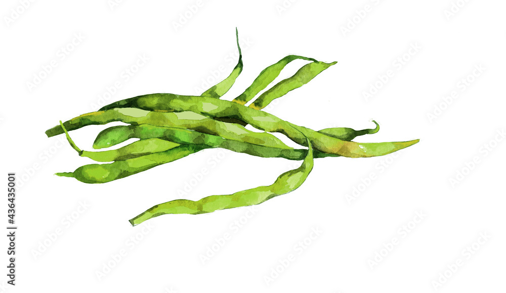 Green bean watercolor isolated on white background illustration for all prints. Green bean watercolor isolated on white background illustration for all prints.