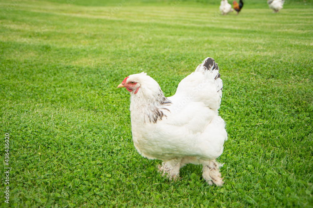 Brahma chicken on the farm, white chicken on green grass, poultry breeding on the farm, poultry breeding Brahma chicken on the farm, white chicken on green grass, poultry breeding on the farm, poultry breeding