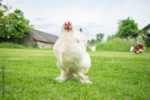 Brahma chicken on the farm  white chicken on green grass  poultry breeding on the farm  poultry breeding