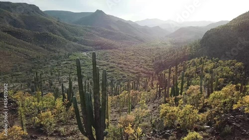 Aerial shot of cactus landscape in Mexico photo