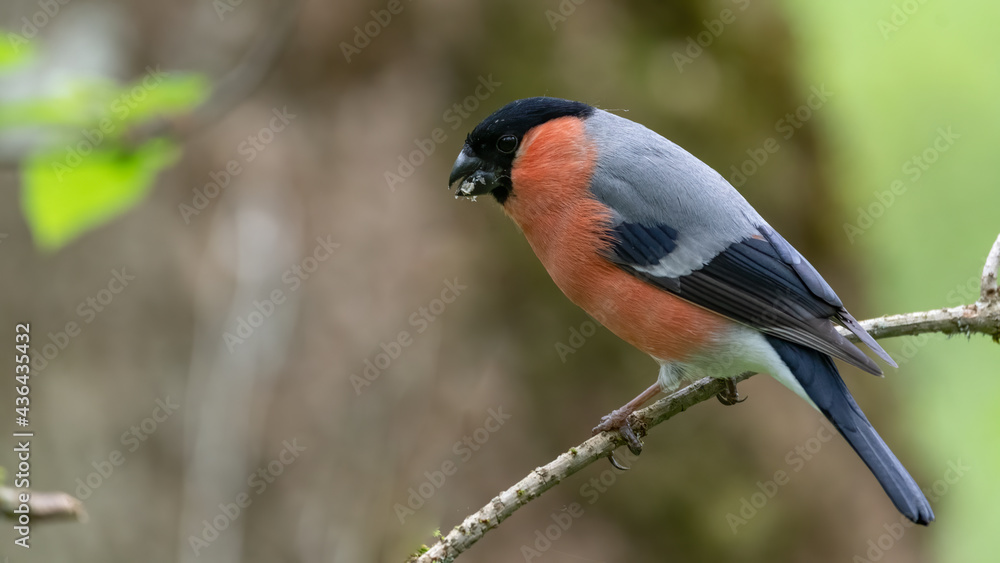 Fototapeta premium bird, natur, wild lebende tiere, tier, ast, wild, bird, gimpel, 