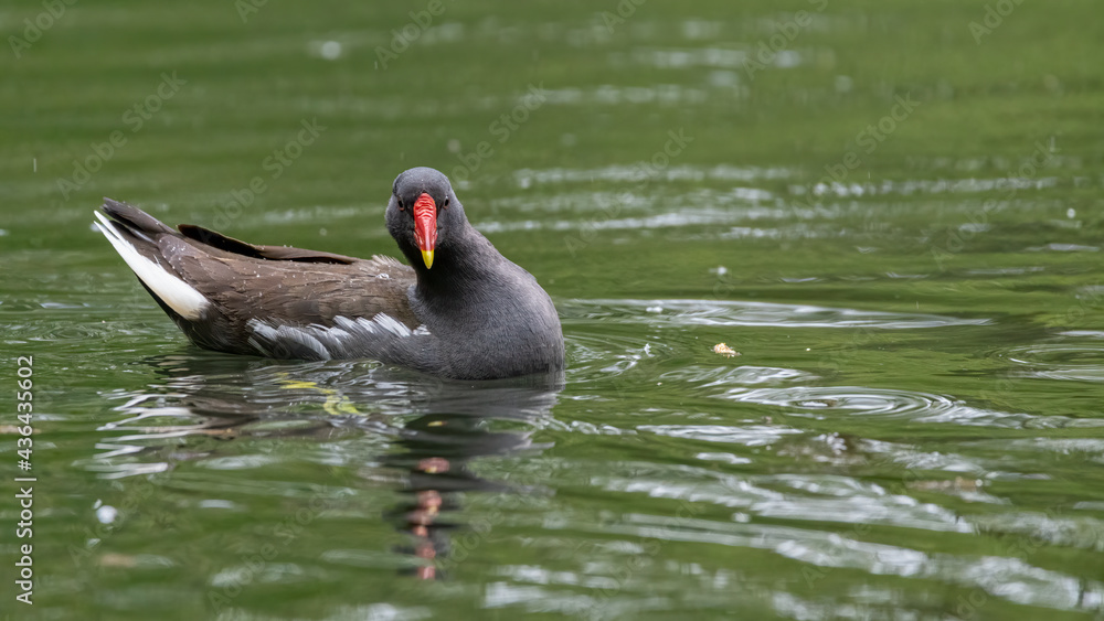 Fototapeta premium Teichralle, Teichhuhn, bird, wasser, ente, cygnus, natur, see, tier, black, teich, schnabel