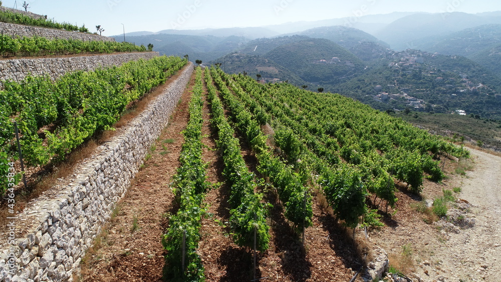 Vineyard view from above. Summertime. Red wine in the making. Syrah, Cabernet sauvignon, Cabernet Franc, Merlot. Wine tasting. Family business in the mountains. Wine lovers. Vineyard walk Vineyard view from above. Summertime. Red wine in the making. Syrah, Cabernet sauvignon, Cabernet Franc, Merlot. Wine tasting. Family business in the mountains. Wine lovers. Vineyard walk