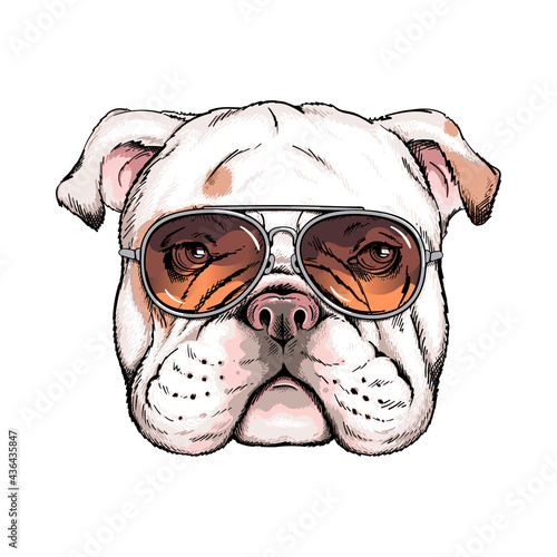 Cute english bulldog portrait. Dog in sunglasses. Vector illustration. Stylish image for printing on any surface	