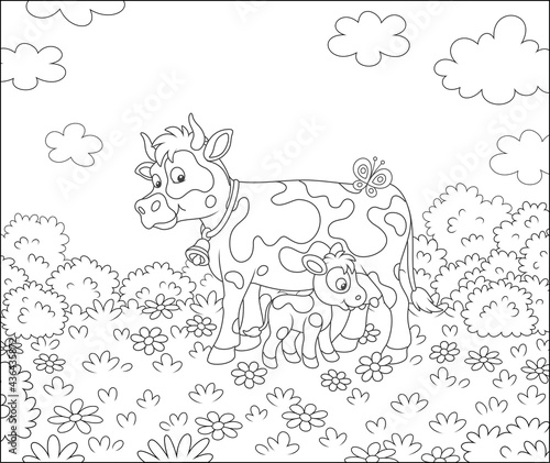 Happy spotted cow and a cute little calf drinking milk on grass of a summer field with flowers on a beautiful warm day, black and white vector cartoon illustration for a coloring book page