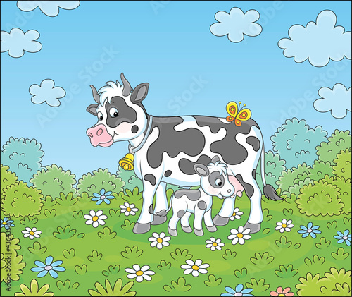Happy spotted cow and a cute little calf drinking milk on green grass of a summer field with flowers on a beautiful warm day, vector cartoon illustration