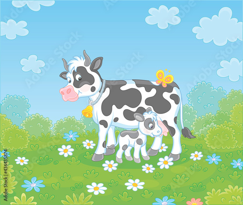Happy spotted cow and a cute little calf drinking milk on green grass of a summer field with flowers on a beautiful warm day, vector cartoon illustration
