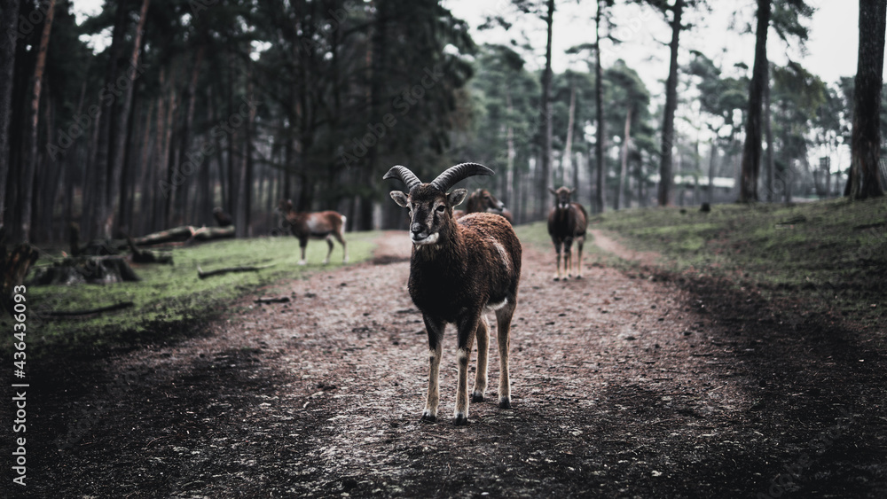 Ziegen Bock Ziegen Bock