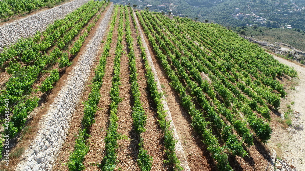 Vineyard view from above. Summertime. Red wine in the making. Syrah, Cabernet sauvignon, Cabernet Franc, Merlot. Wine tasting. Family business in the mountains. Wine lovers. Vineyard walk Vineyard view from above. Summertime. Red wine in the making. Syrah, Cabernet sauvignon, Cabernet Franc, Merlot. Wine tasting. Family business in the mountains. Wine lovers. Vineyard walk