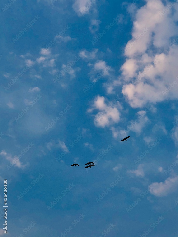 birds in the blue sky