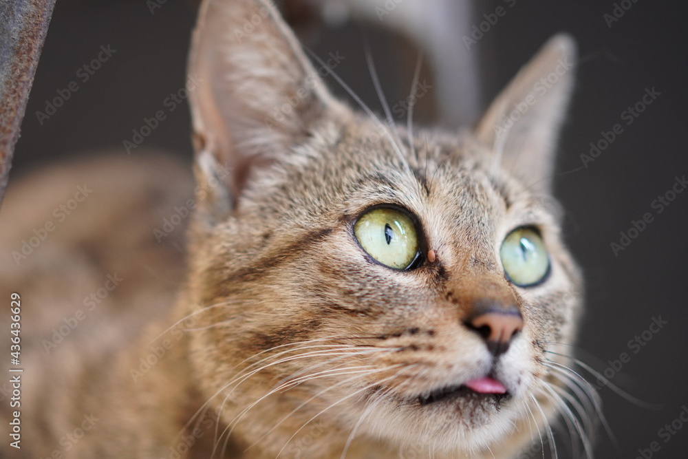 舌を出して見つめる猫