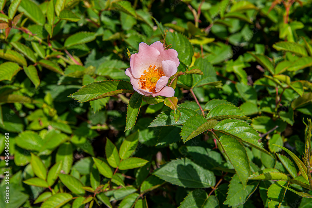 Цветы шиповника