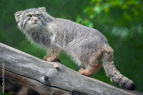 Pallas s cat  Otocolobus manul . Manul is living in the grasslands and montane steppes of Central Asia. Portrait of cute furry adult manul. Instinct to hunt