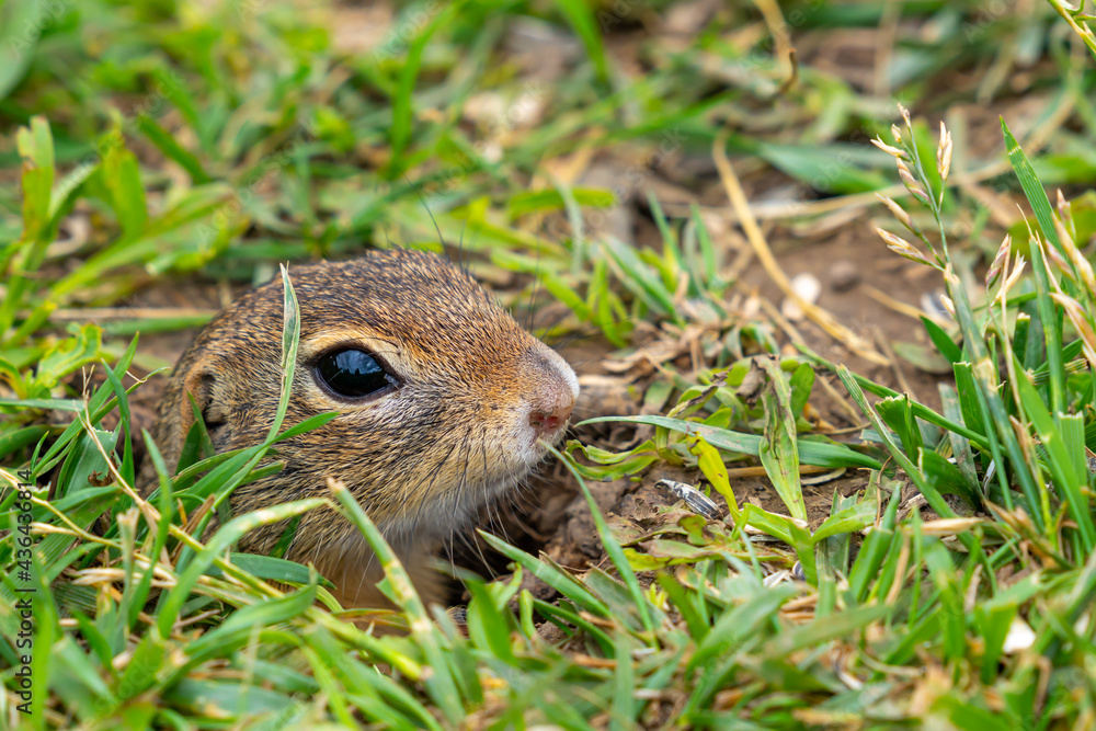 Ziesel - Ground Squirrel Ziesel - Ground Squirrel