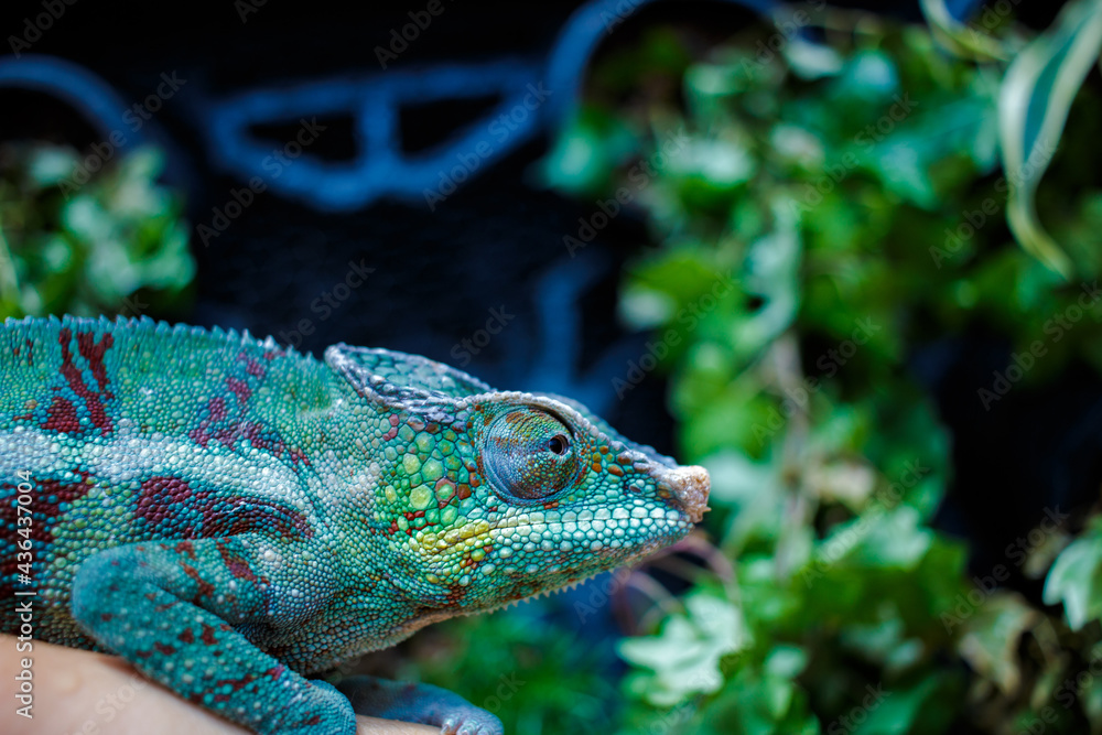 Obraz premium カメレオン