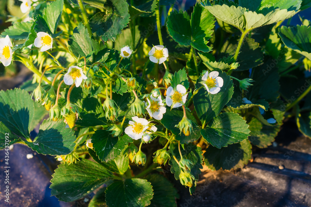 Blooming strawberry plant on a strawberry plantation Blooming strawberry plant on a strawberry plantation