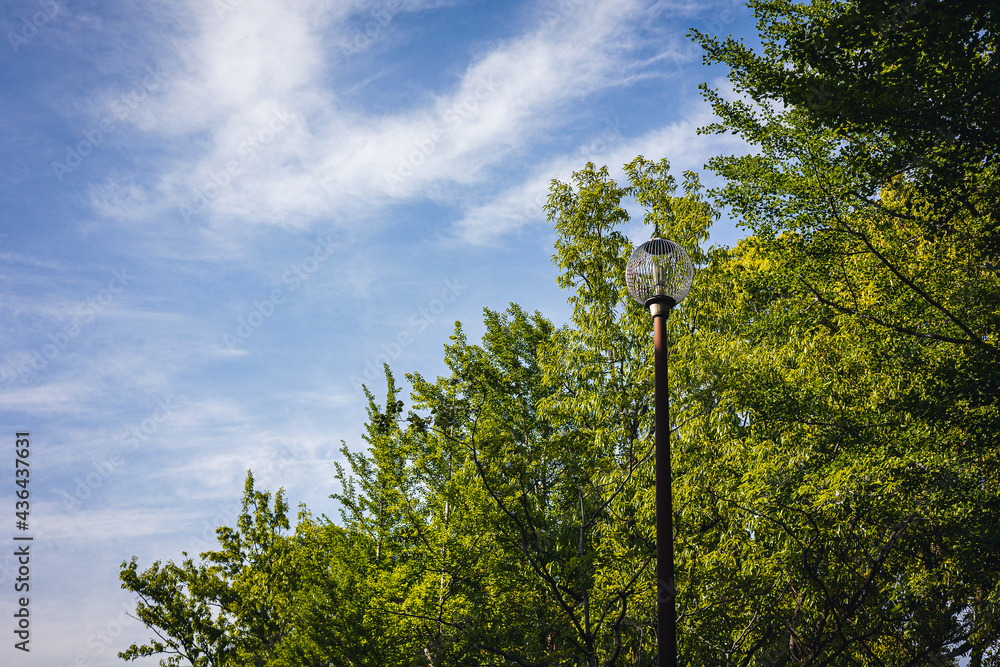 Fototapeta premium 公園の街灯と青空