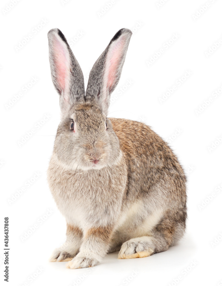 Gray rabbit isolated. Gray rabbit isolated.