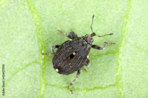 Poppy root weevil (Stenocarus ruficornis) - one of the most significant pests of opium poppy (Papaver somniferum). Beetle on the leaf . © Tomasz