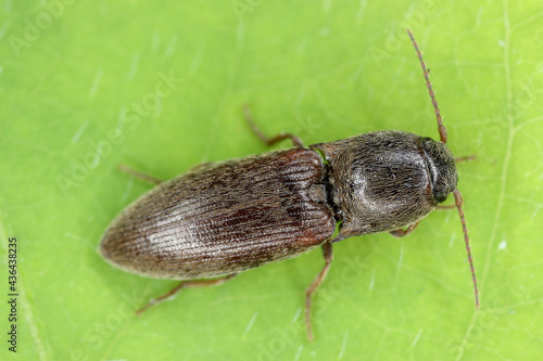 Agriotes sputator brown-black beetle, a pest of cereals and other crops. The larvae are wireworms and damage the roots  photo