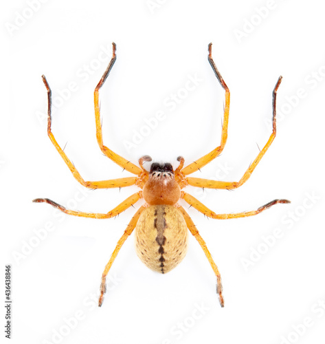 Image of Huntsman spider (Olios sp.) is a family of Sparassidae on white background. Insect. Animal.