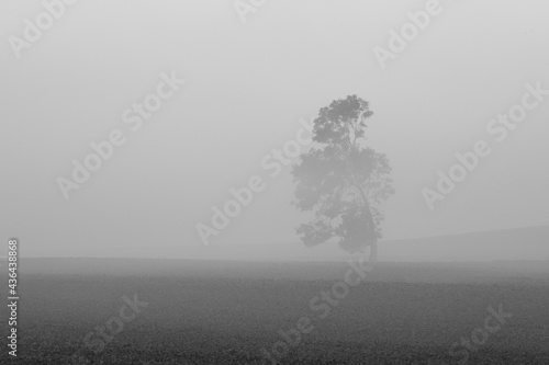 Samotne drzewo we mgle
