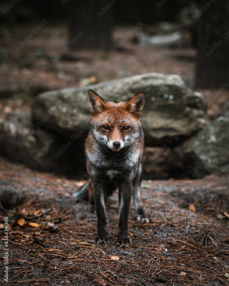 Fuchs Fuchs