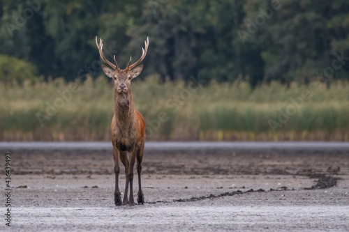 Fototapeta Naklejka Na Ścianę i Meble -  Jeleń w wodzie