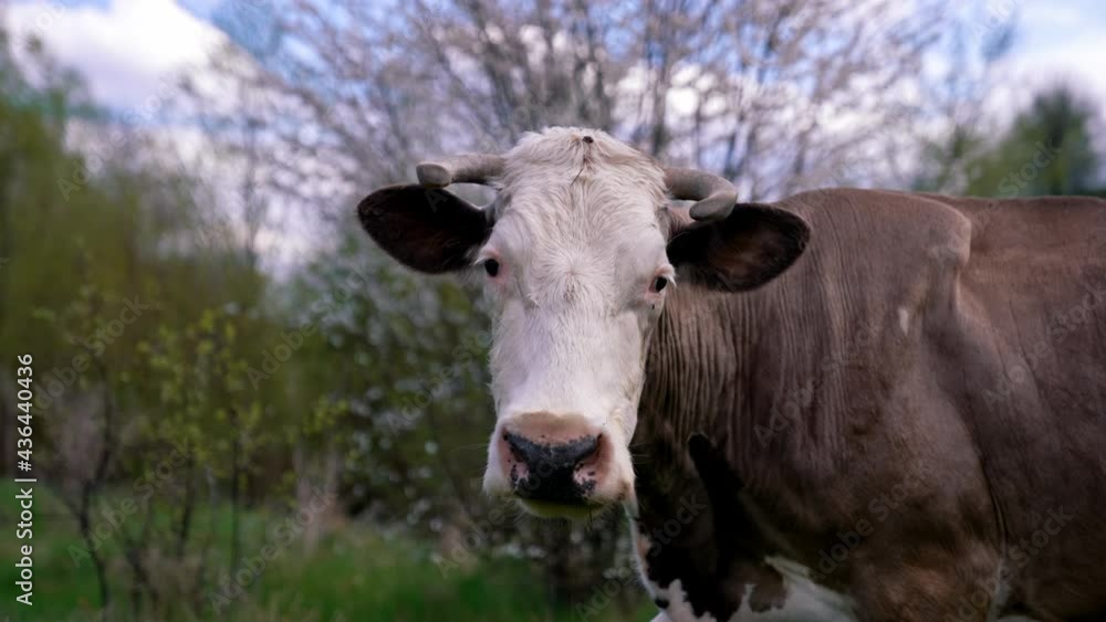 Milky cow with horns outdoors in spring. White and brown cow grazing on a meadow on nature background. Domestic animals concept. Milky cow with horns outdoors in spring. White and brown cow grazing on a meadow on nature background. Domestic animals concept.