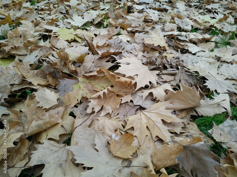 fallen autumn leaves fallen autumn leaves