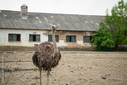 Ostrich on the farm behind the fence. Big bird close up. Farmer breeding of ostriches in Ukraine Zakarpattia region photo