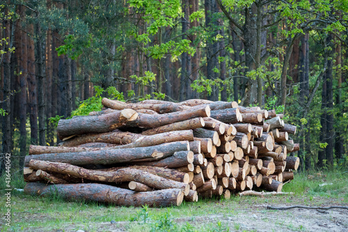 A pile of wood in the forest. Deforestation. Cut trunks of conifers.